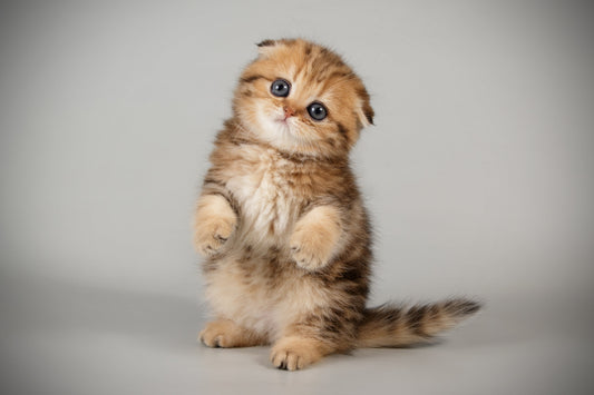 Cute fluffy kitten with big blue eyes standing on its hind legs, tilting its head curiously against a plain light background.