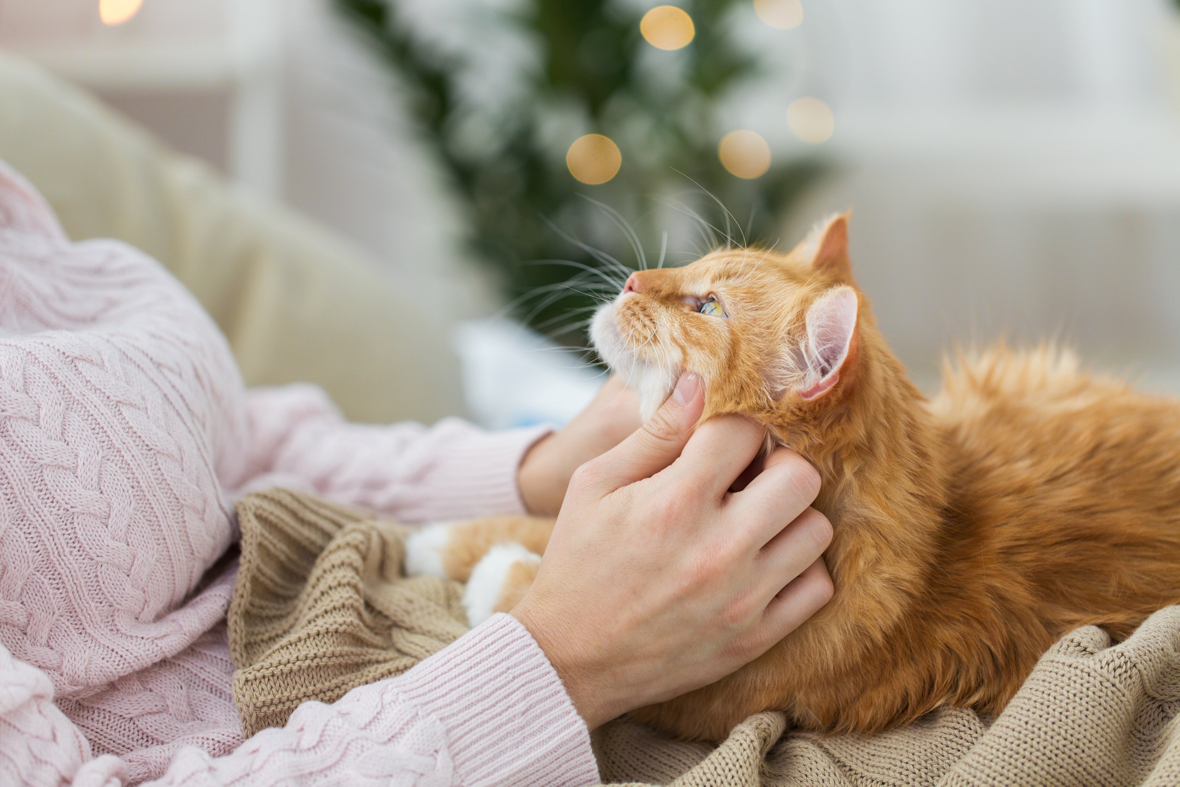 Person gently petting an orange cat — premium cat and dog products at PawsyBoo