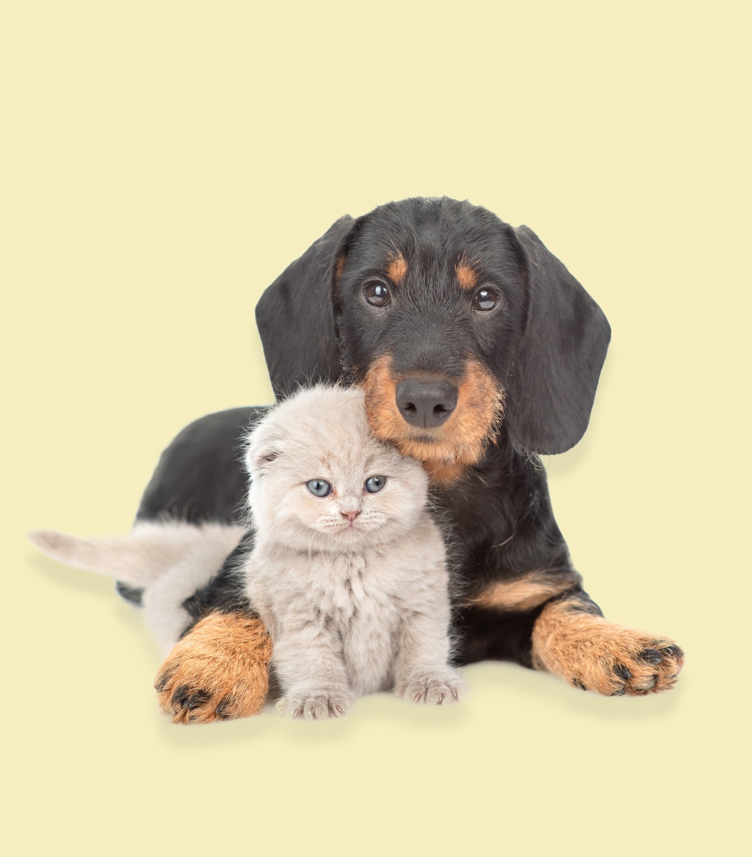 Adorable dachshund dog and kitten sitting together — PawsyBoo pet products for cats and dogs
