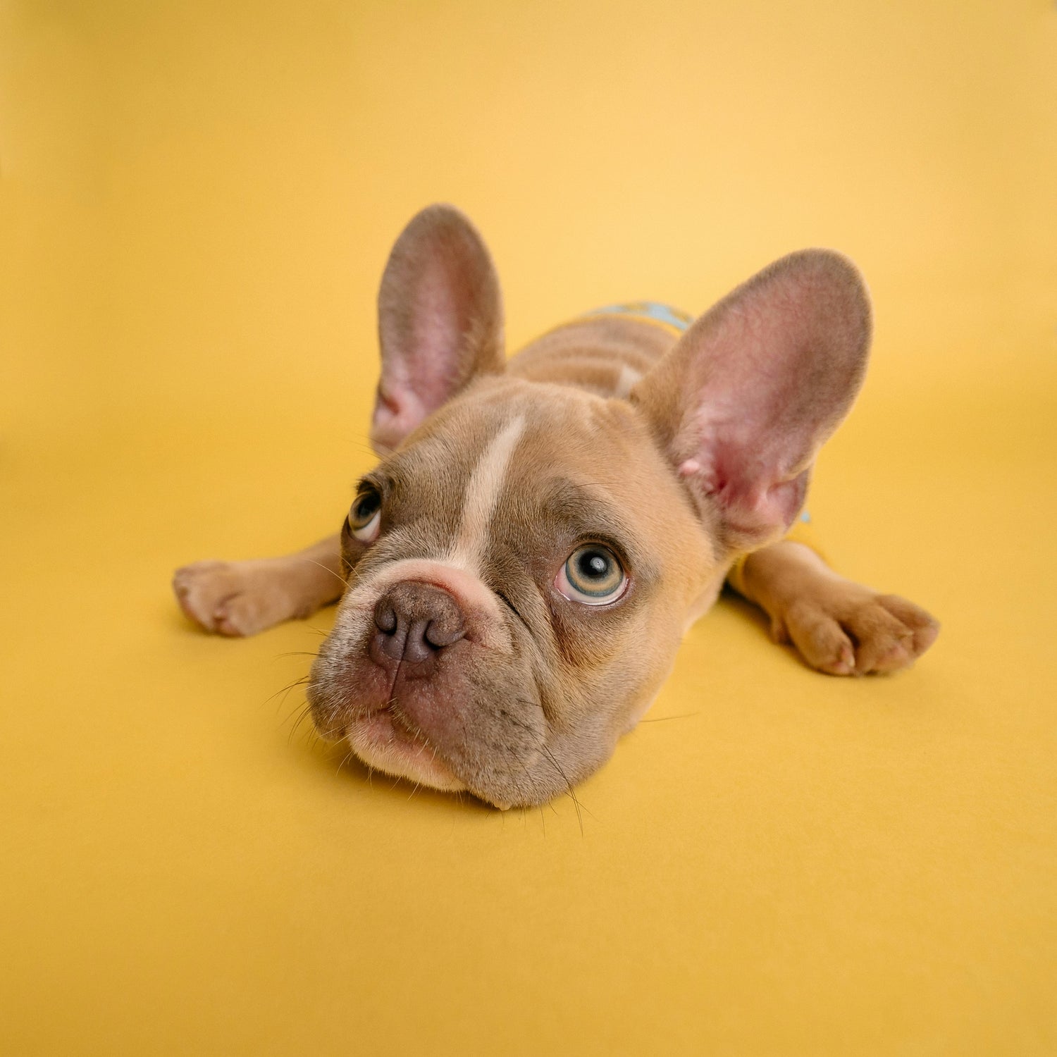 French bulldog lying on yellow background — premium dog accessories at PawsyBoo