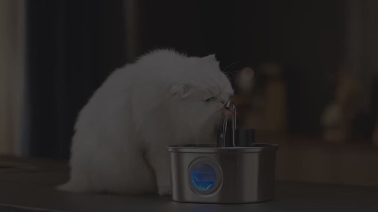 Load video: pawsyboo water fountain product explanation video