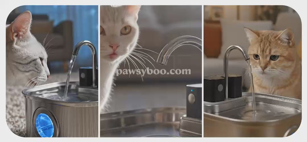 Load video: cats drinking water from pawsyboo smart fountain